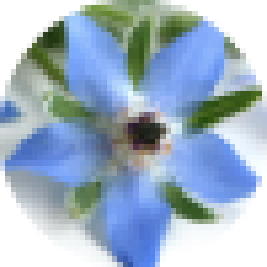 Borage_Seed_Oil
