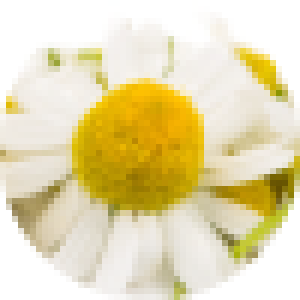 Chamomile Extract